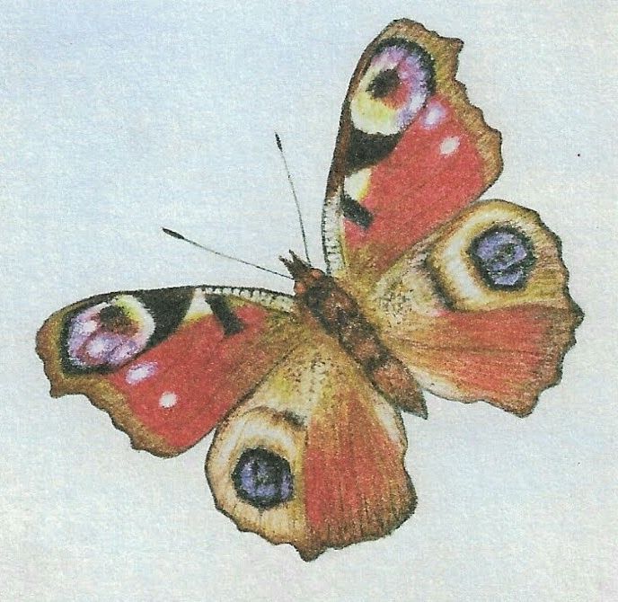 GC FSC Peacock Butterfly (1)
