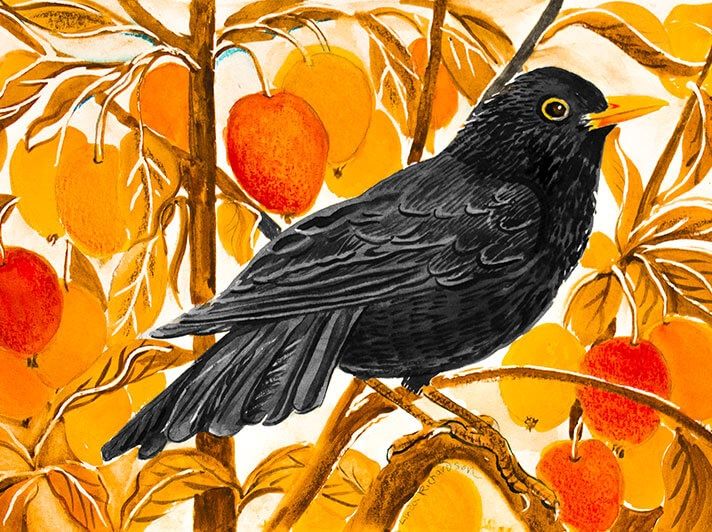 GC Blackbird &amp; Crab Apples Linda Richardson (12)