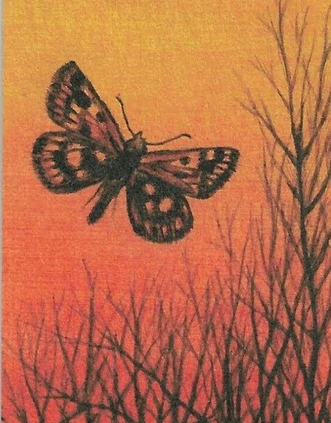 GC FSC Orange Butterfly (1)