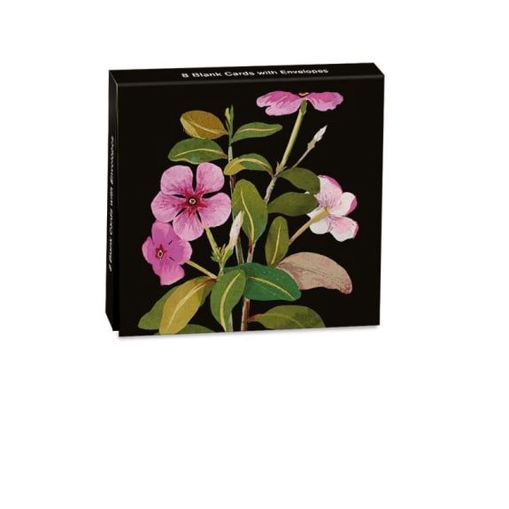 NC DELANY VINCA ROSEA