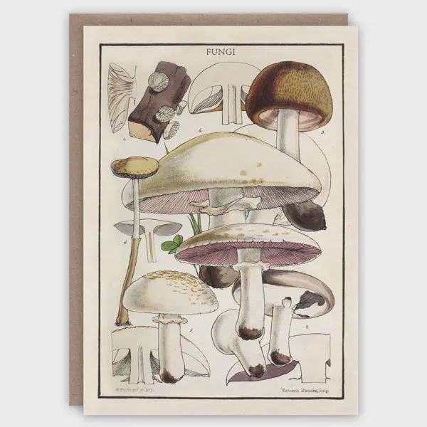 GC British Fungi Greeting Card