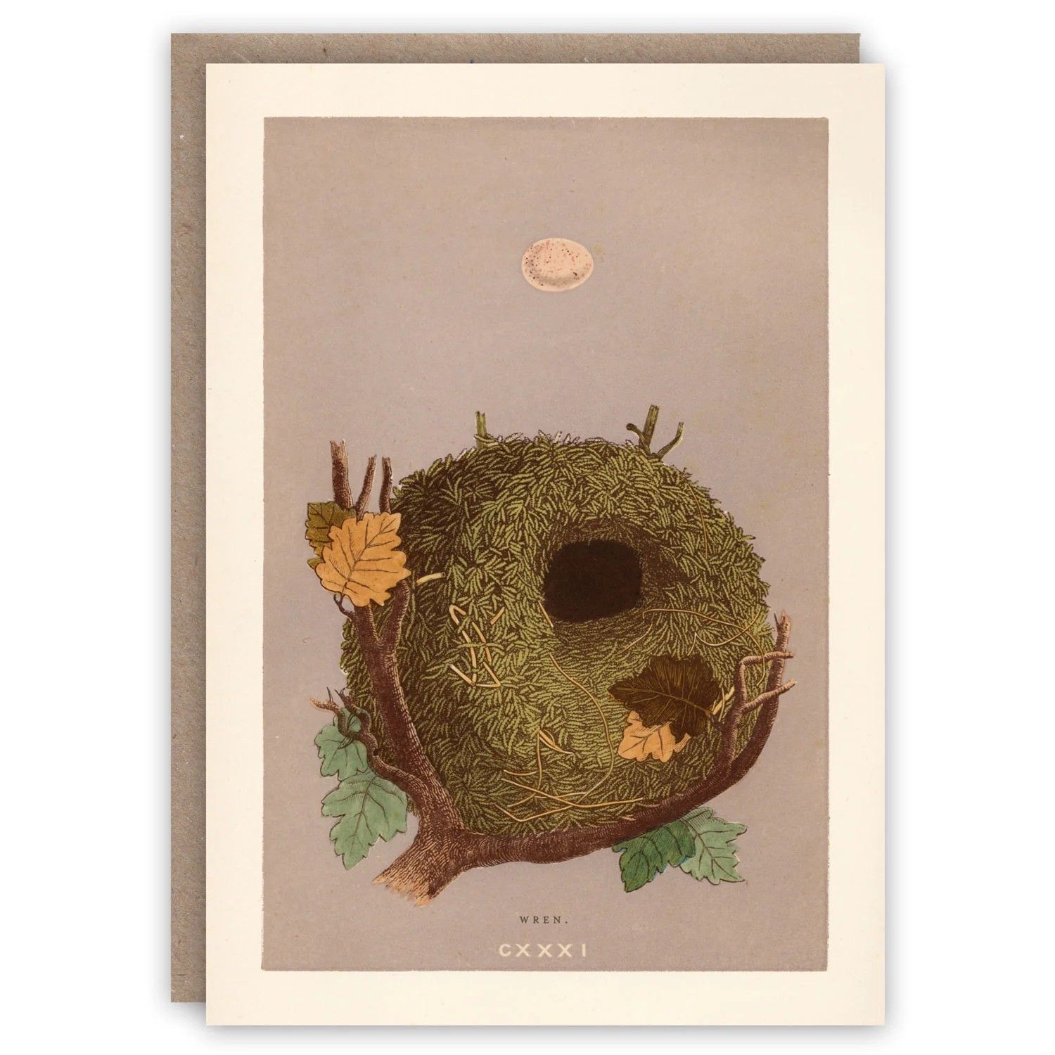 GC Wren Nest Greeting Card