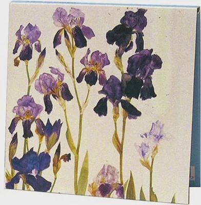 NC elizabeth blackadder Purple Irises