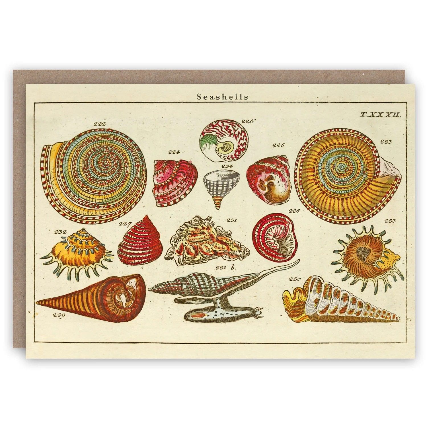 GC Seashells Greeting Card