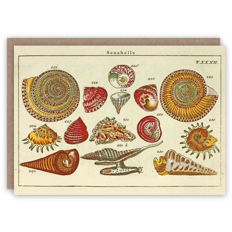 GC Seashells Greeting Card