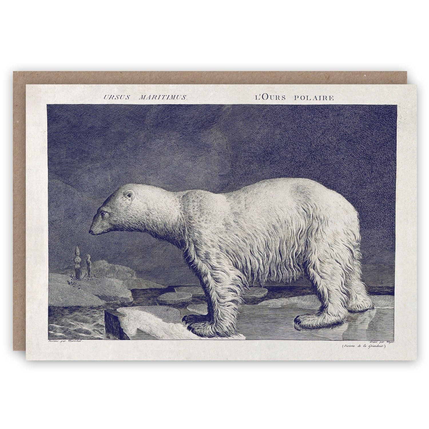 GCX Polar Bear Greeting Card