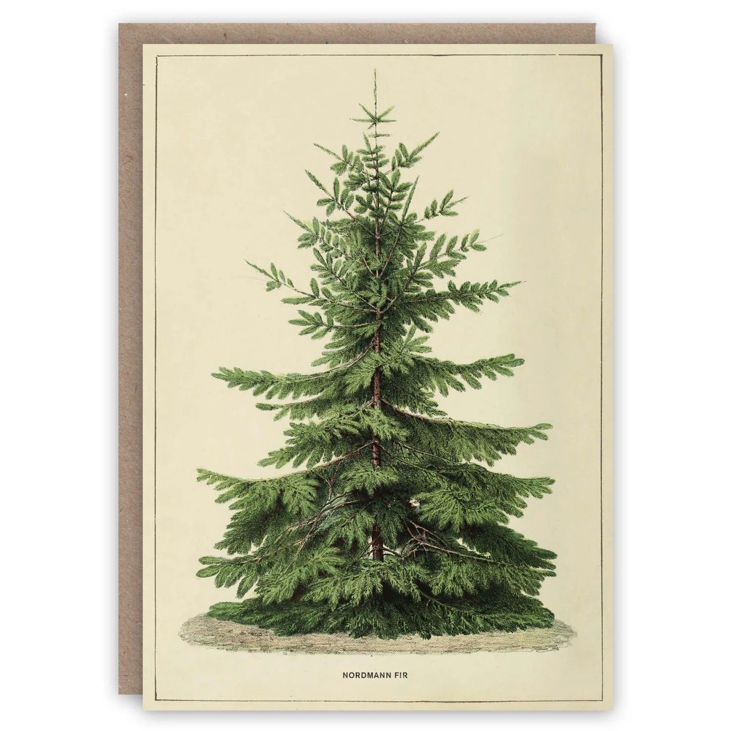 GCX Nordmann Fir Greeting Card