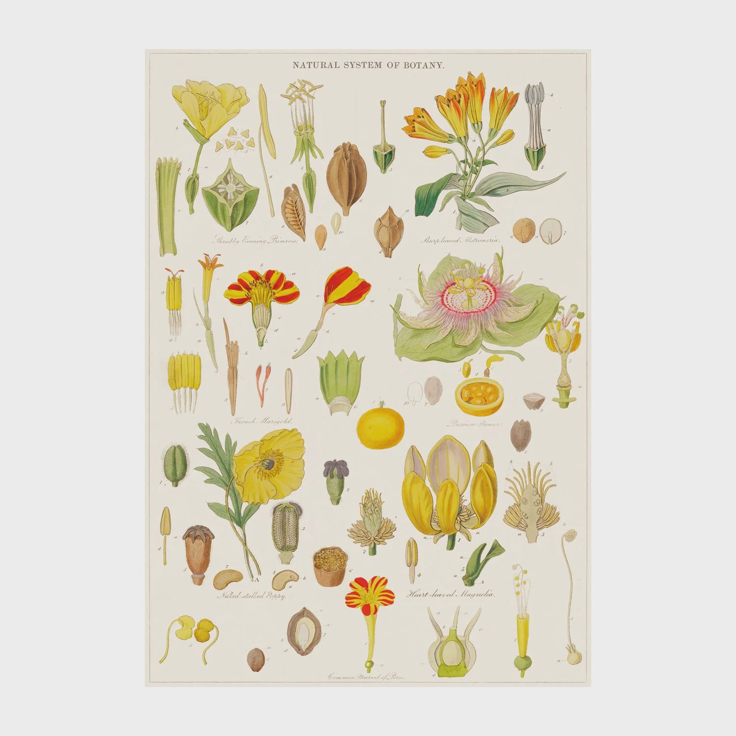 GW Botany Poster-Wrap