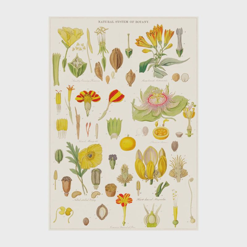 GW Botany Poster-Wrap
