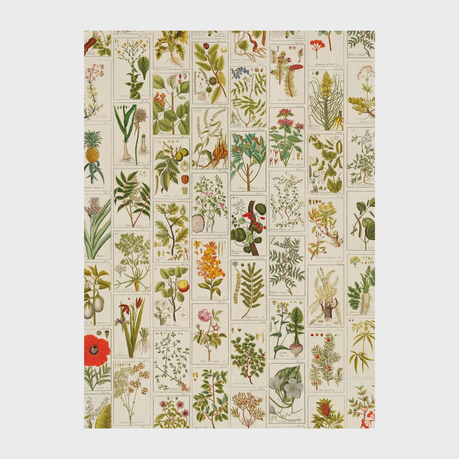GW Medicinal Plants Poster-Wrap