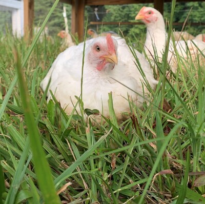 Pasture-Raised Chicken