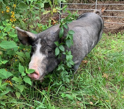 Berkshire Forest Raised Pork