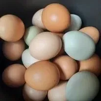 Eggs: Pastured Chicken Eggs