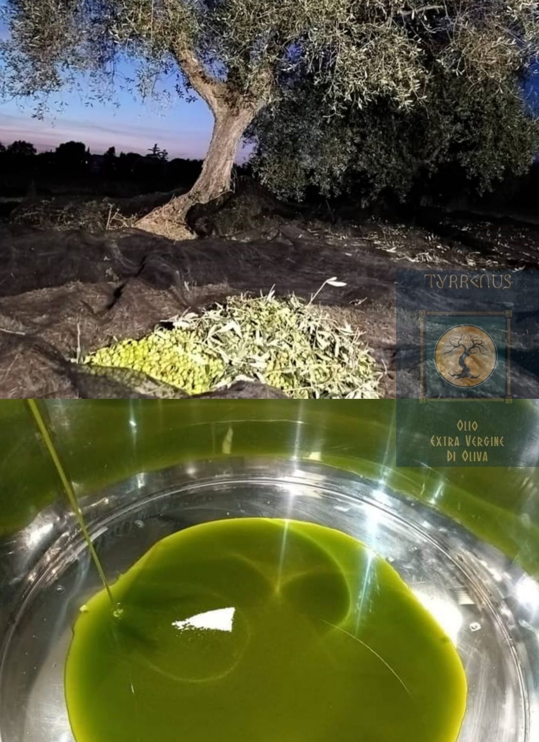 EXTRAVIRGIN OLIVENOLJE OKT.2026 - 3 lt. kanne