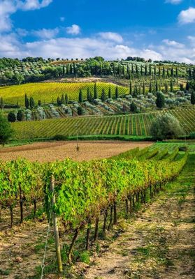 ACETO DI VINO CHIANTI LT 0,25