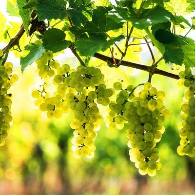 ACETO DI VINO PINOT LT 0,25