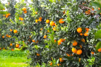 APPELSINMARMELADE - VILLA REALE