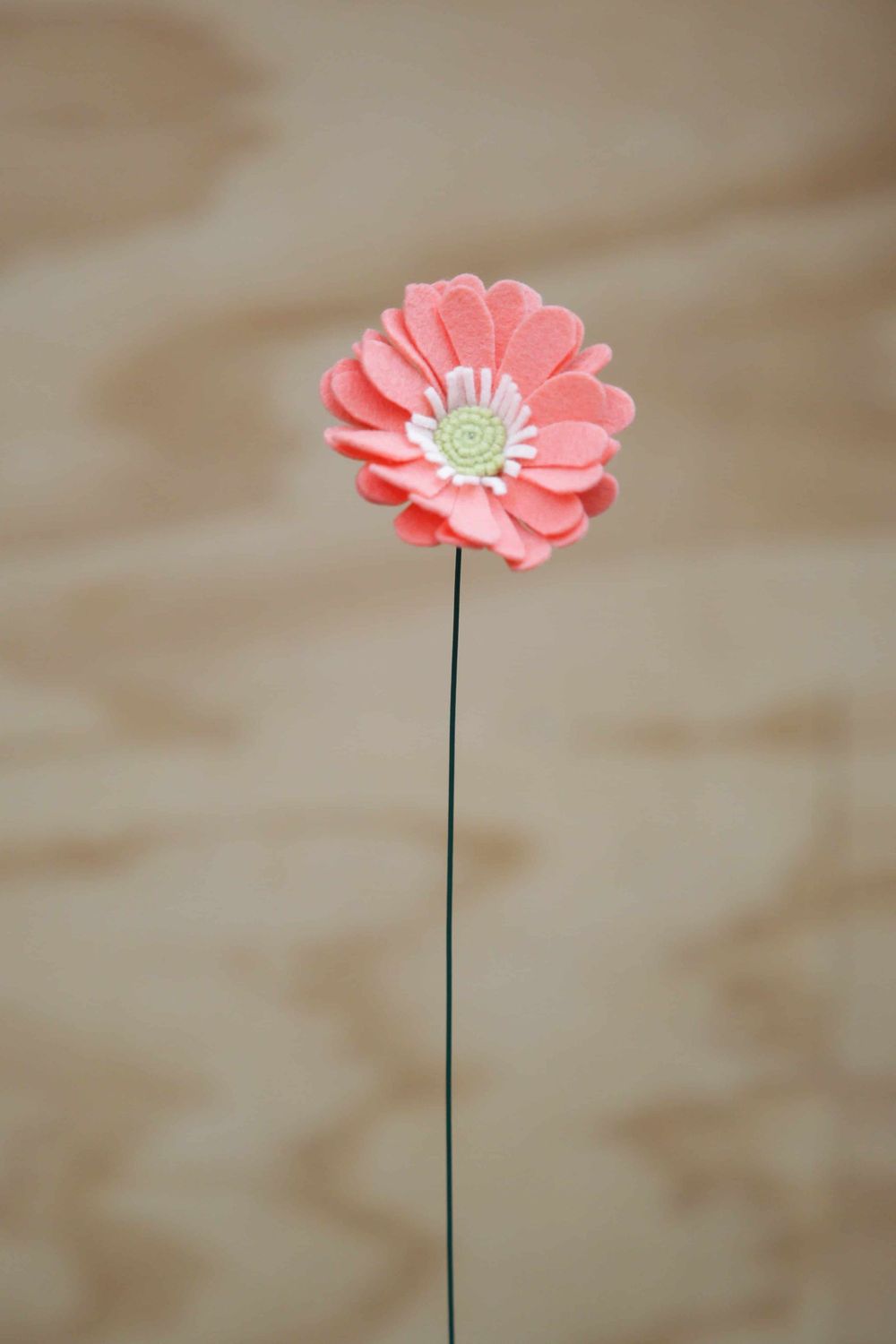 Gerbera