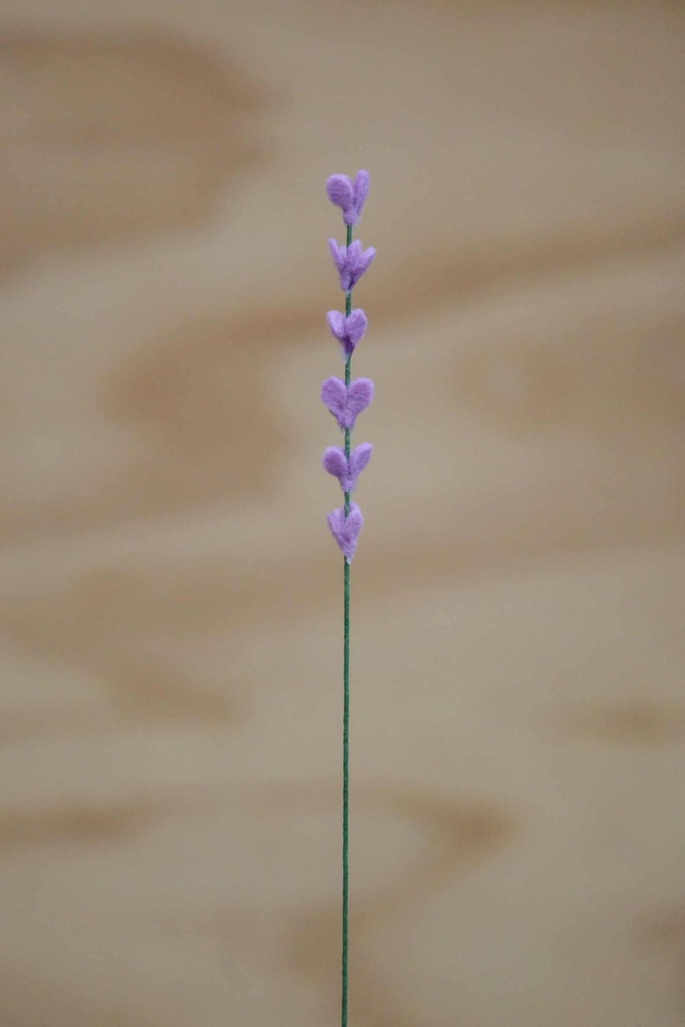 Lavendel