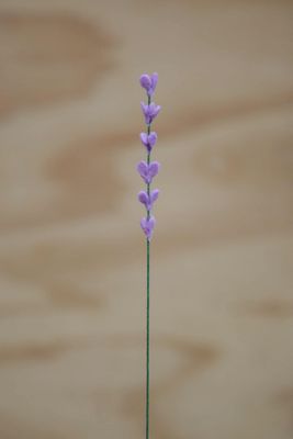Lavendel