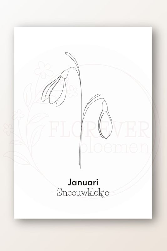 Kaart januari; sneeuwklokje
