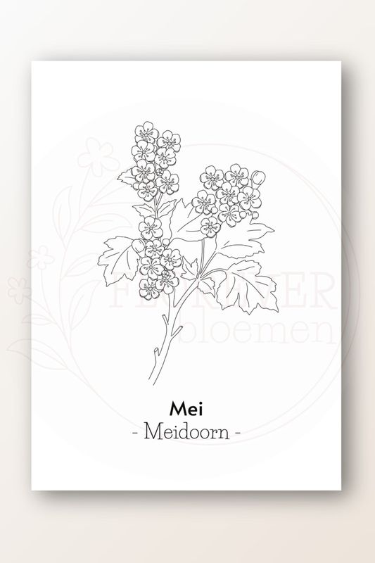 Kaart mei; meidoorn