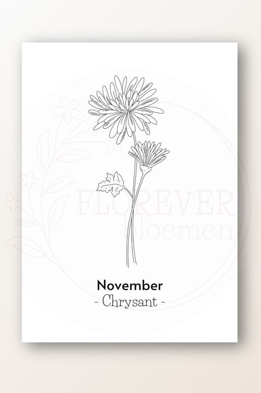 Kaart november; chrysant