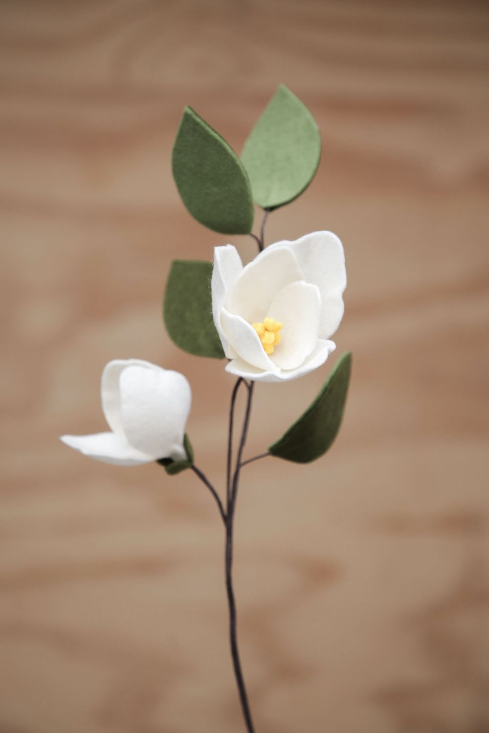Magnolia Magnolia