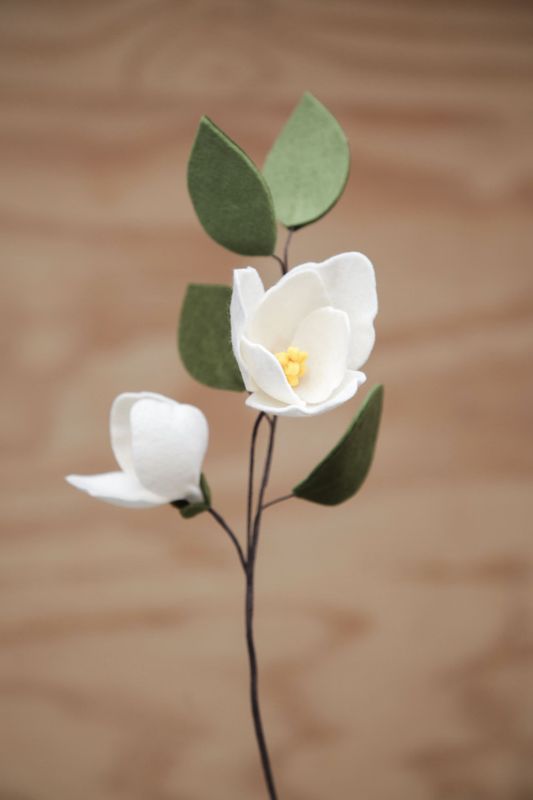 Magnolia Magnolia
