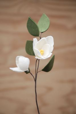 Magnolia Magnolia