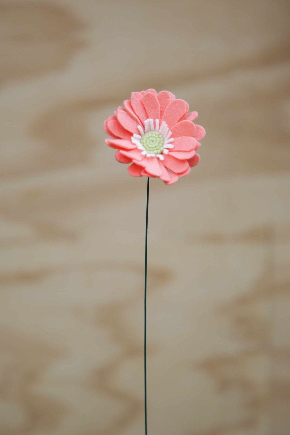 Gerbera Gerbera