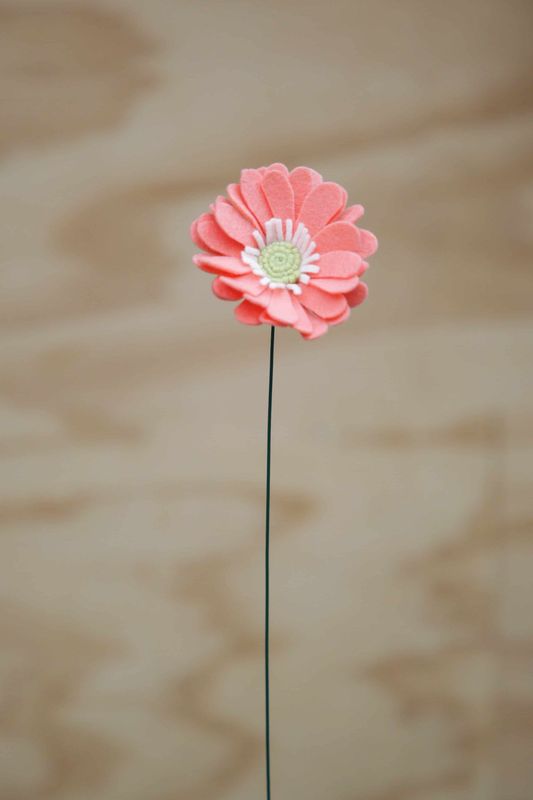 Gerbera Gerbera