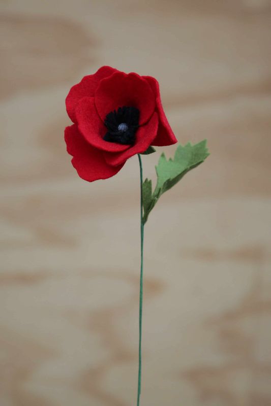 Papaver Papaver