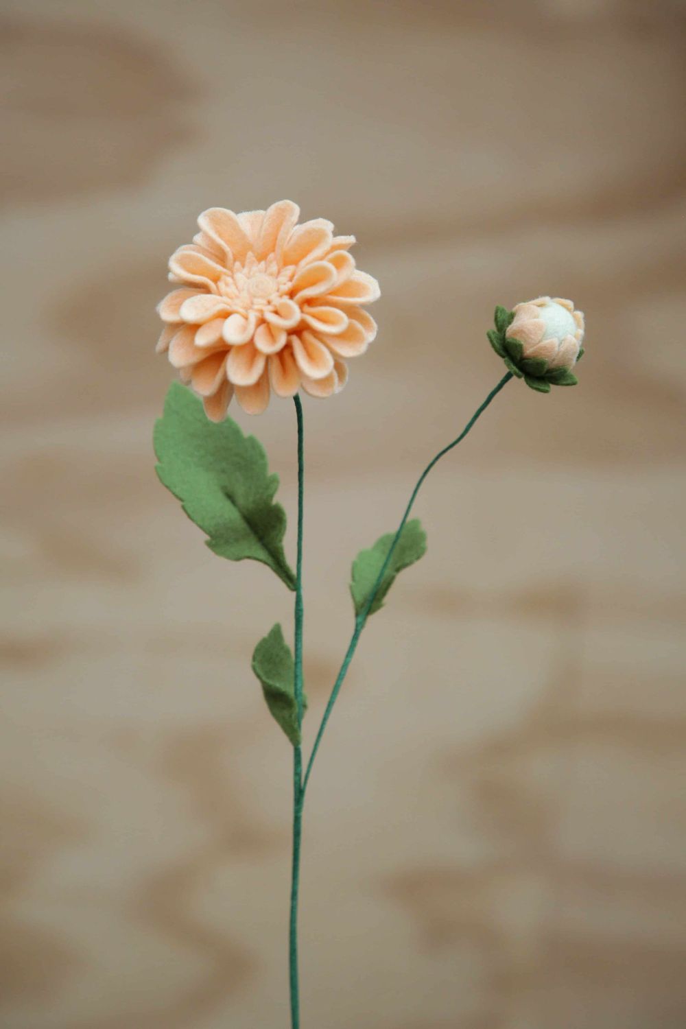 Dahlia Dahlia