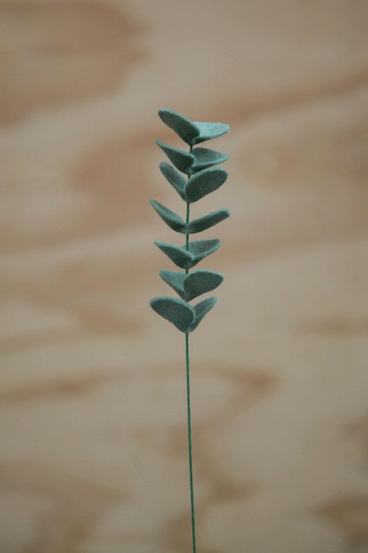 Eucalyptus Eucalyptus