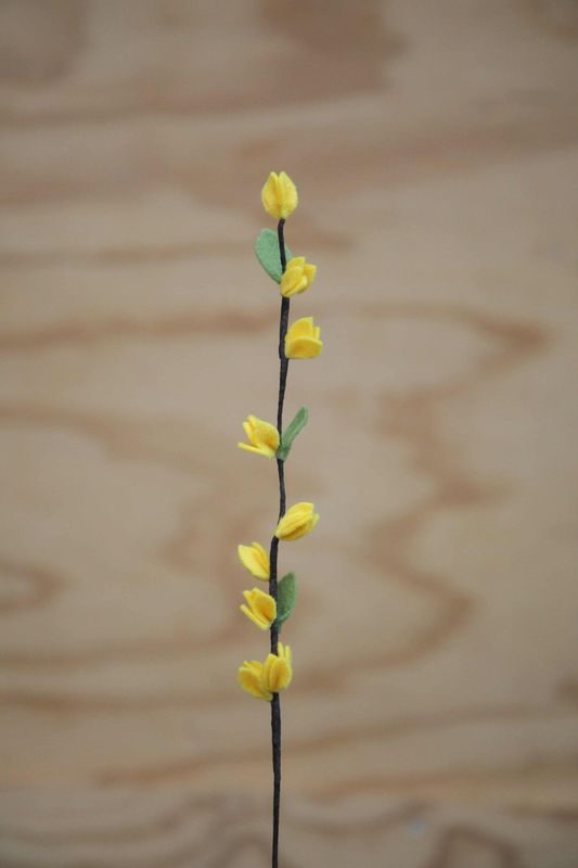 Forsythia Forsythia