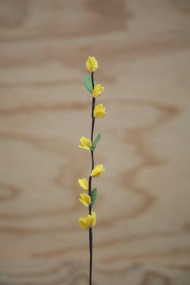 Forsythia Forsythia