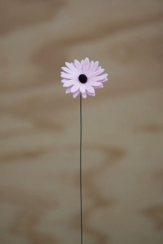 Spaanse margriet Spaanse margriet