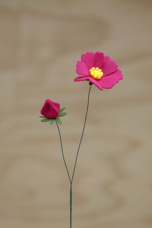 Cosmea