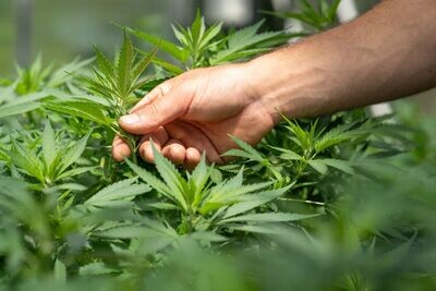 CBD / Hanf und Co.