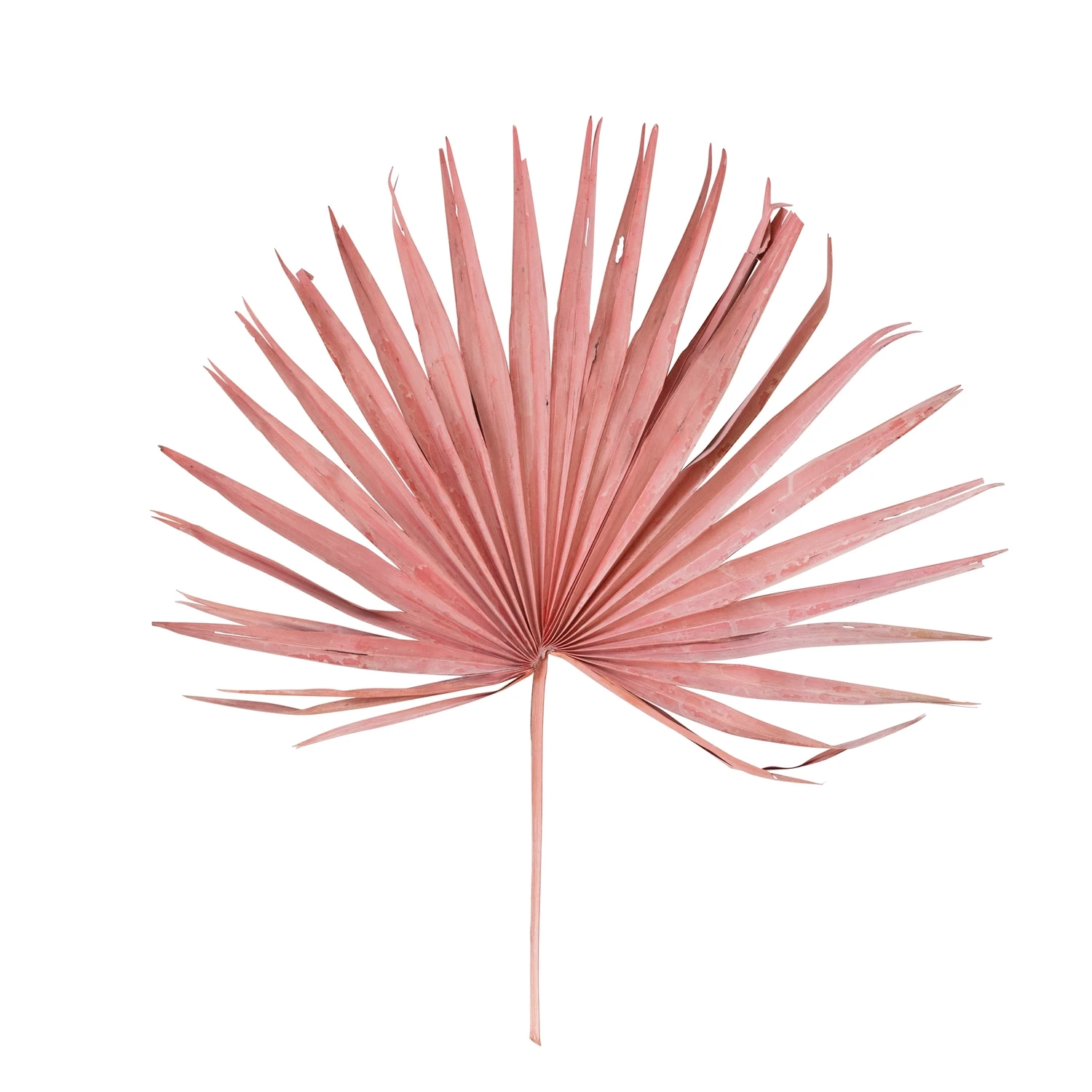 Floral Dried Palm Leaf Pink