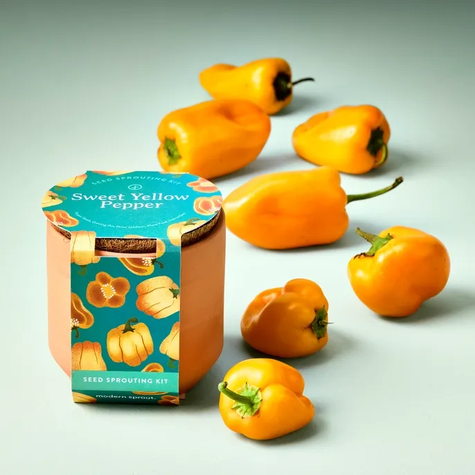 Tiny Terracotta Garden Kit Yellow Pepper