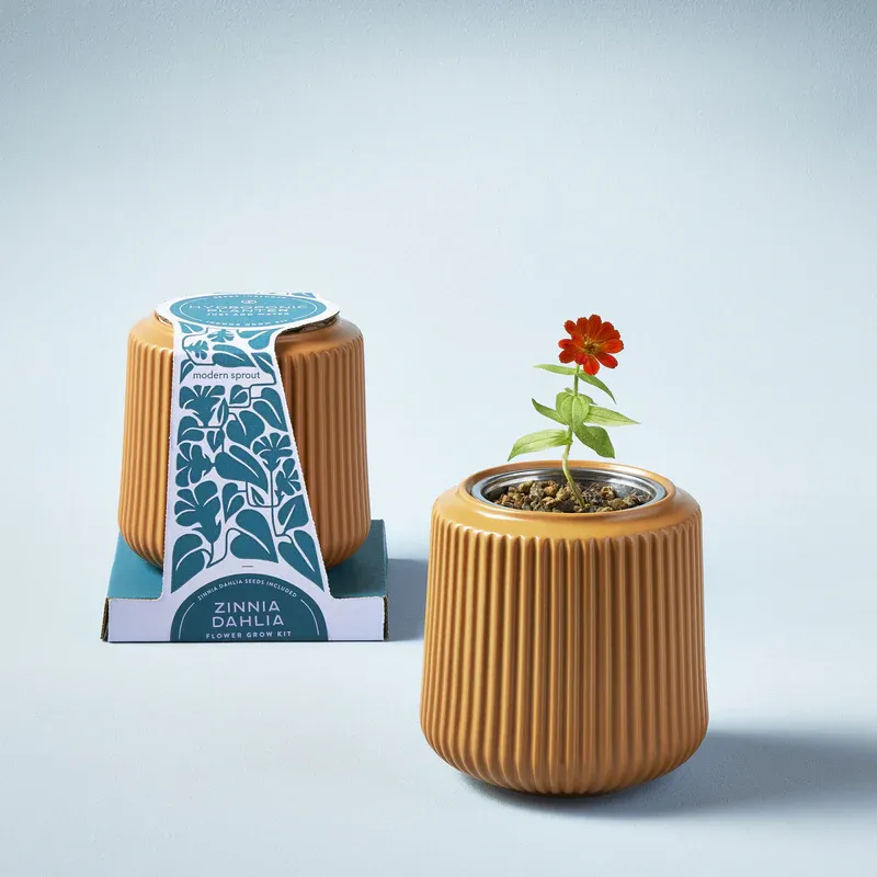 Grow Kit Zinnia Dahlia