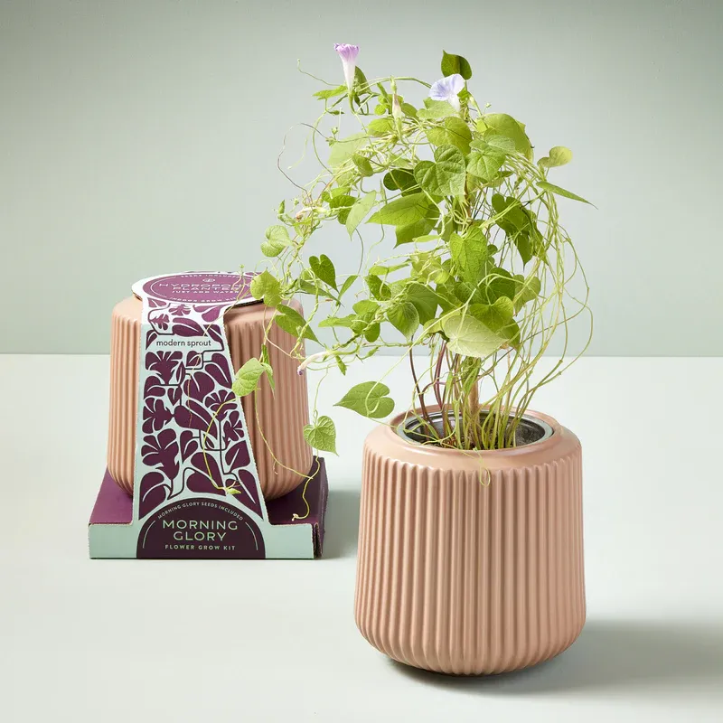 Grow Kit Morning Glory
