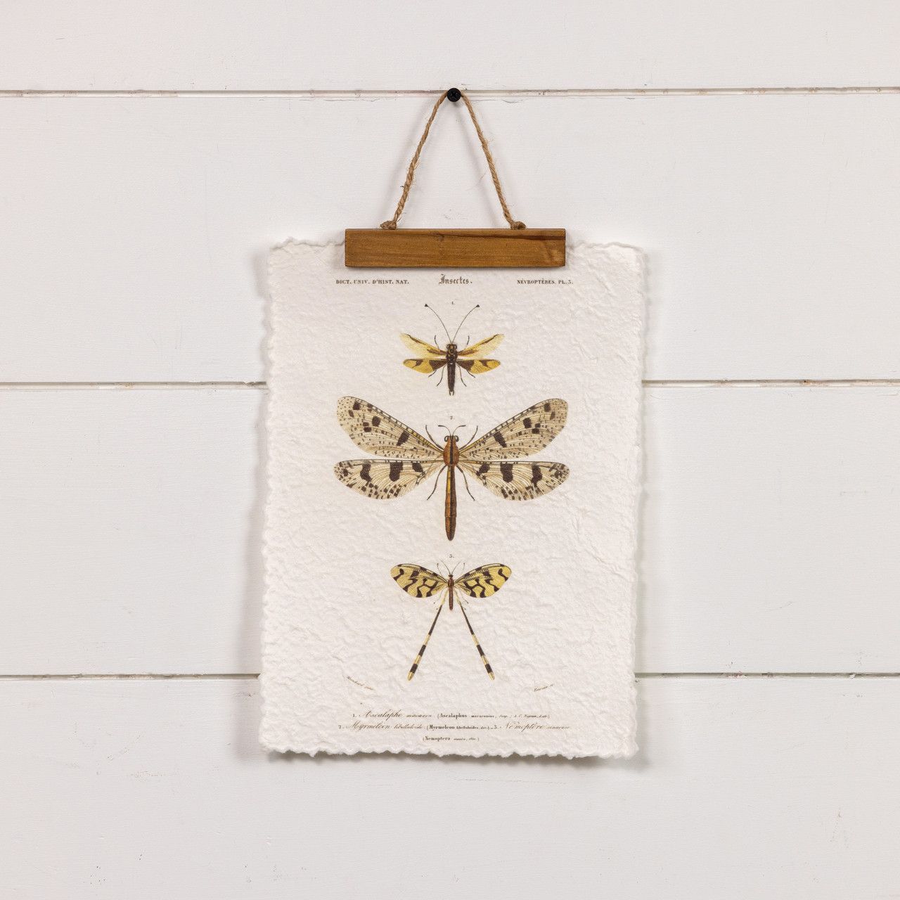Paper Scroll Three Dragonflies