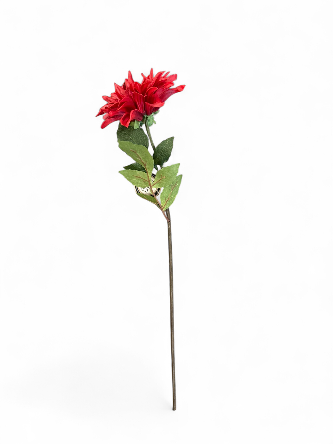 Red Dahlia