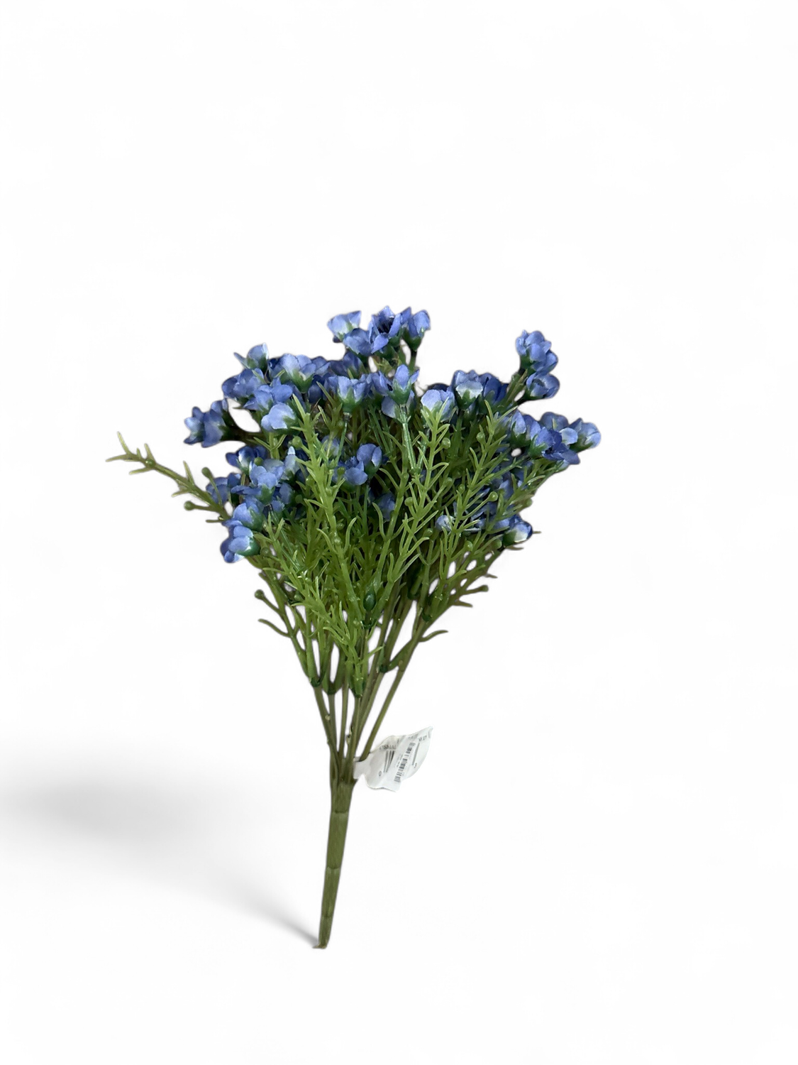 Blue Waxflower Bush