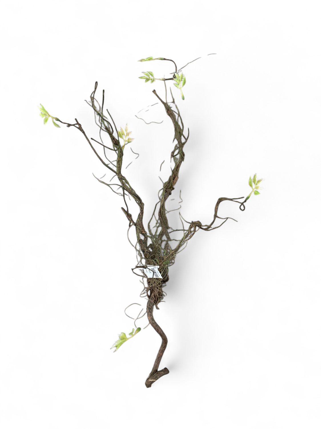 Moss Stem
