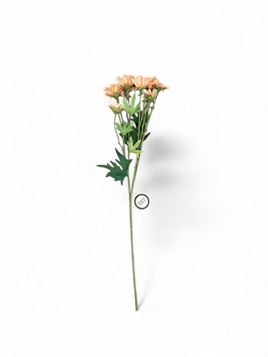 Coral Daisy