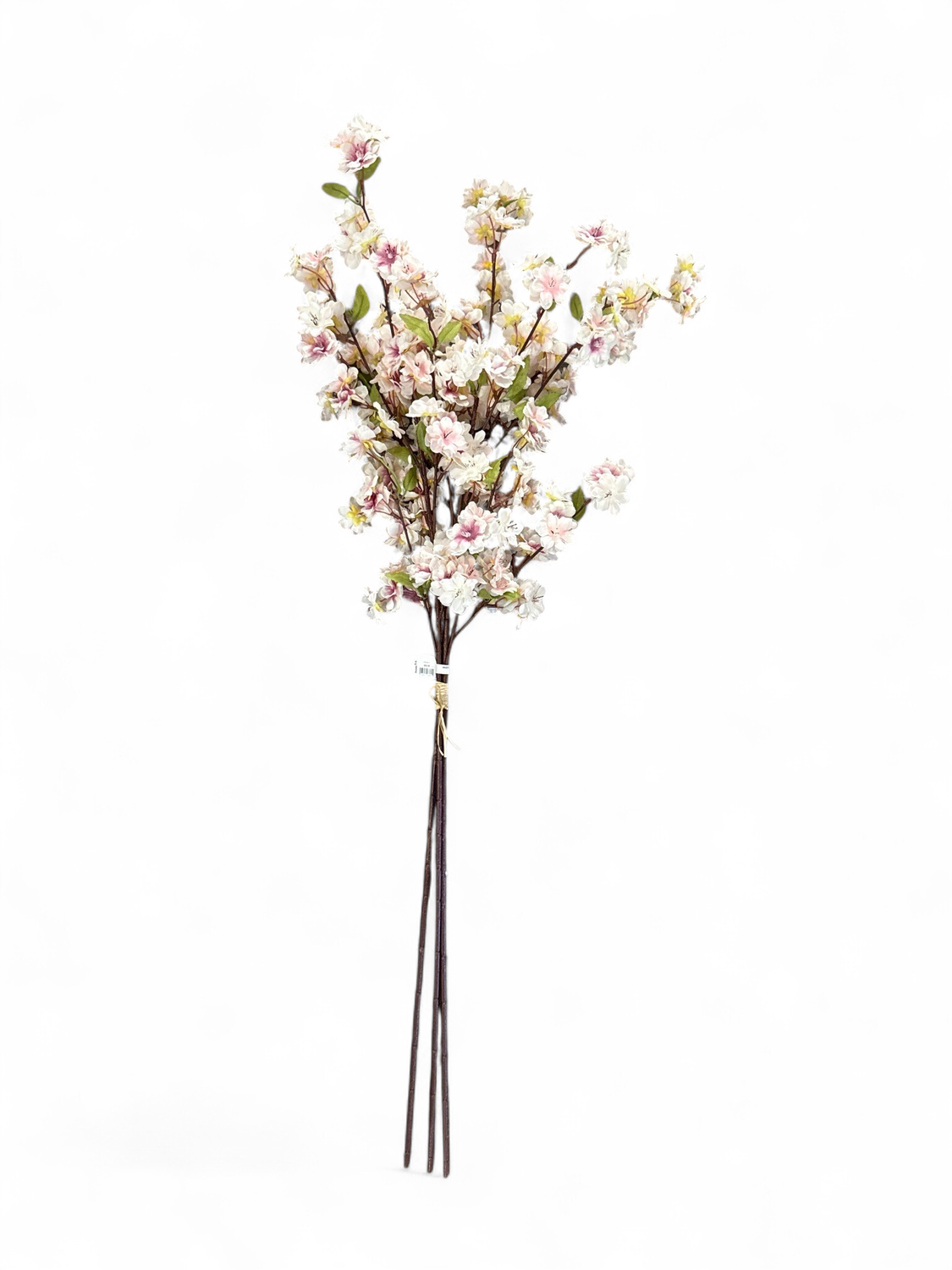 Cherry Blossom